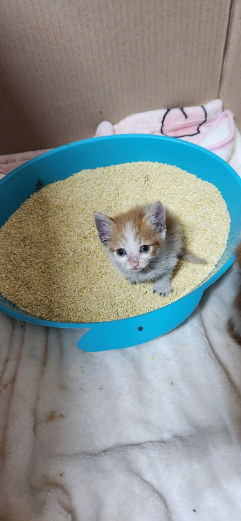 익산유기동물보호소_445468202301198